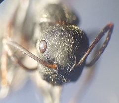 Camponotus kiesenwetteri