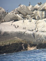 Spheniscus humboldti