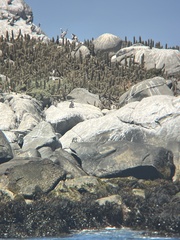 Spheniscus humboldti