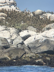 Spheniscus humboldti