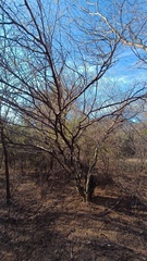 Chloroleucon mangense