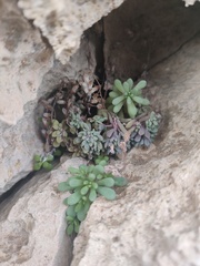 Sedum mucizonia