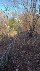 Cylindropuntia thurberi