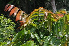 Pometia pinnata