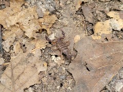 Vaejovis carolinianus