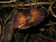 Psilocybe caerulescens