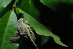 Proserpinus proserpina