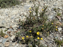 Dasiphora fruticosa