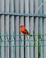 Pyrocephalus rubinus