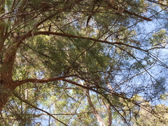 Allocasuarina decussata