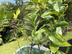 Citrus × latifolia