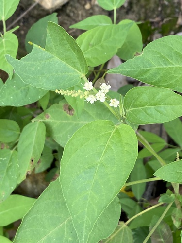 Croton tetradenius