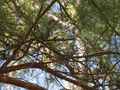 Allocasuarina decussata