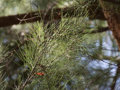 Allocasuarina decussata