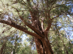 Allocasuarina decussata
