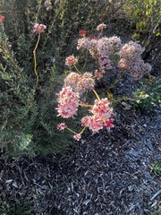 Eriogonum fasciculatum