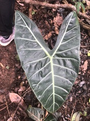 Alocasia longiloba