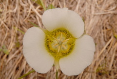 Calochortus gunnisonii