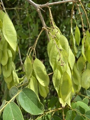 Platymiscium pubescens