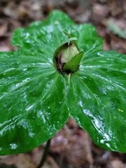 Trillium cuneatum
