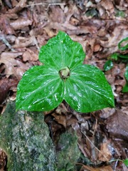 Trillium cuneatum