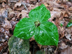 Trillium cuneatum