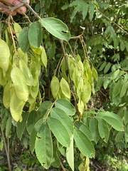 Platymiscium pubescens