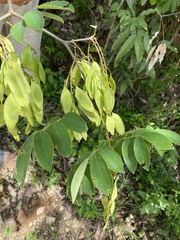 Platymiscium pubescens