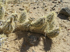Grusonia