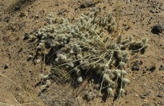 Grusonia
