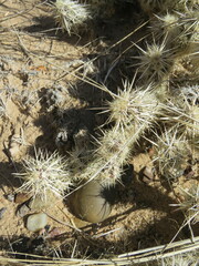 Grusonia