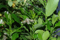 Proserpinus proserpina