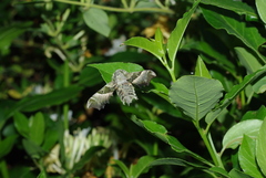 Proserpinus proserpina