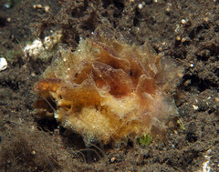 Polybranchia orientalis