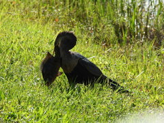 Mayaheros urophthalmus