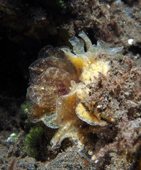 Polybranchia orientalis