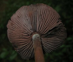 Psilocybe caerulescens