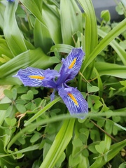 Iris planifolia