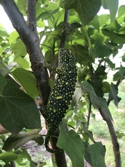 Chamaeleo gracilis gracilis
