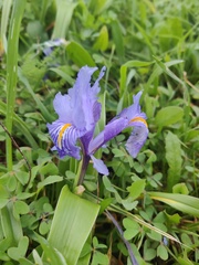 Iris planifolia