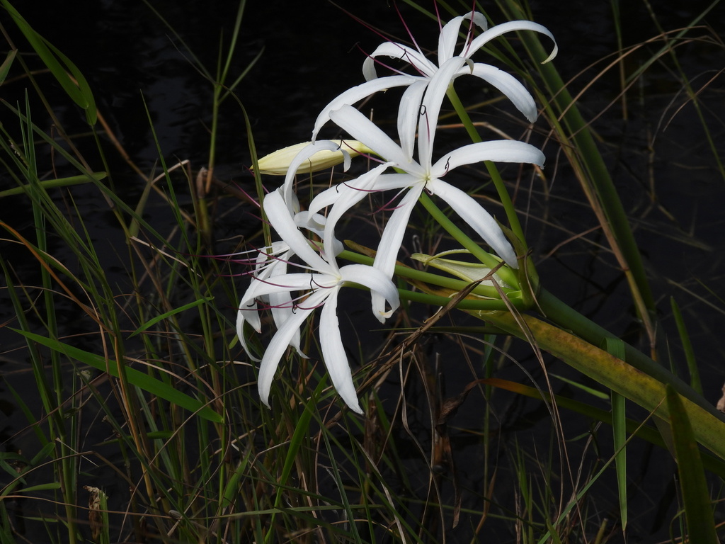 Southern Swamp Crinum from 36000 SW 8th St, Miami, FL 33194, USA on ...