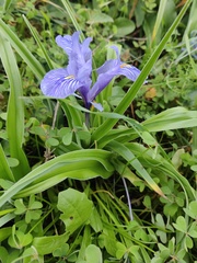 Iris planifolia