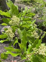 Peltogyne pauciflora