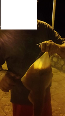 Pseudobatos horkelii