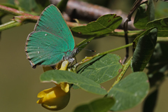 Callophrys herculeana