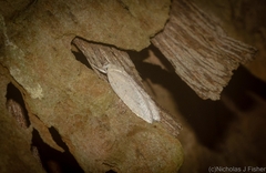 Oecophorinae