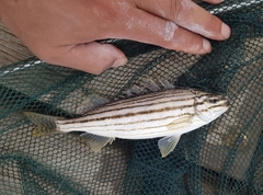 Helotes octolineatus