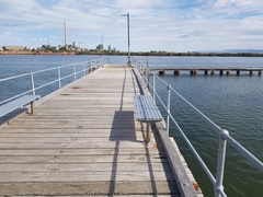 Helotes octolineatus