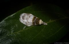 Callimima lophoptera