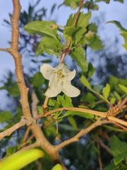 Clematis cirrhosa